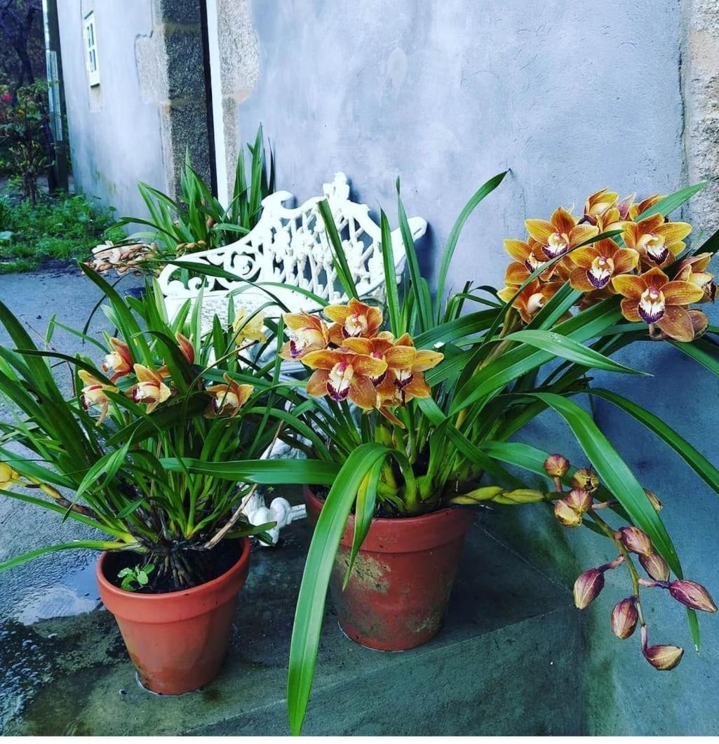 A Casa Da Parrula Διαμέρισμα Σαντιάγο ντε Κομποστέλα Εξωτερικό φωτογραφία